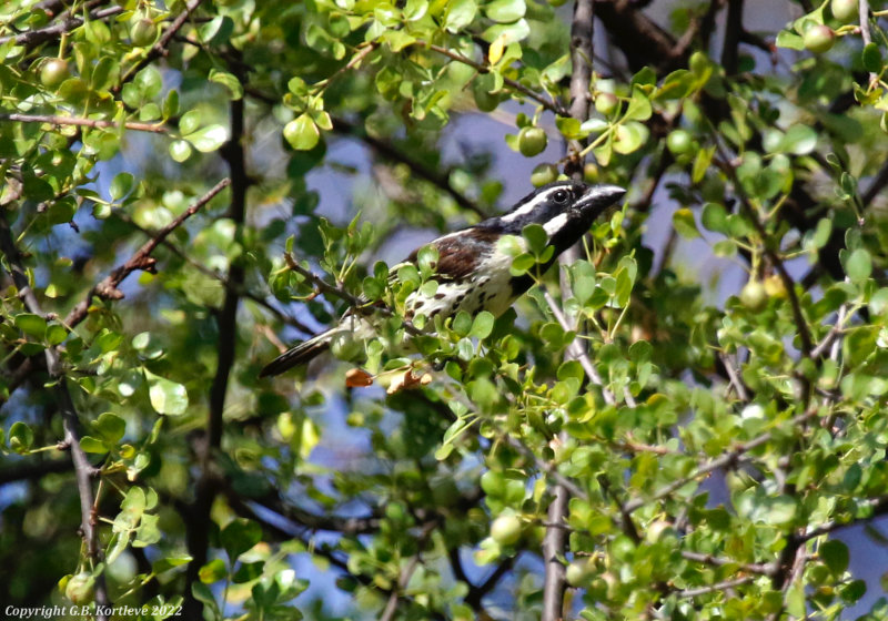 Spot-flanked Barbet (Tricholaema lacrymosa) Lake Baringo, Kenya