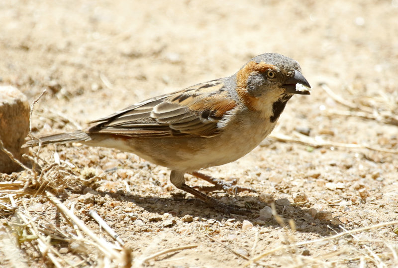 Kenya Sparrow (Passer rufocinctus)