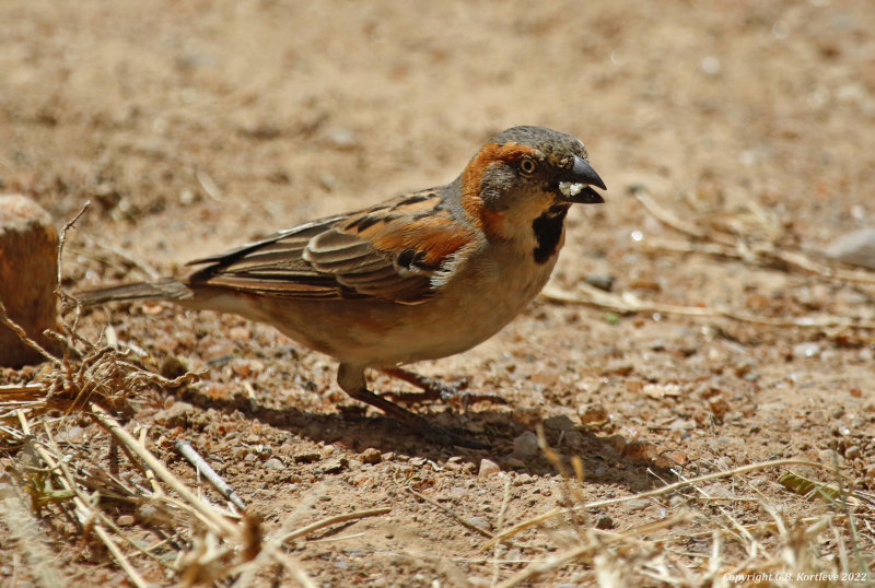 Kenya Sparrow (Passer rufocinctus) en route to Masai Mara, Ewaso Ngiro, Kenya