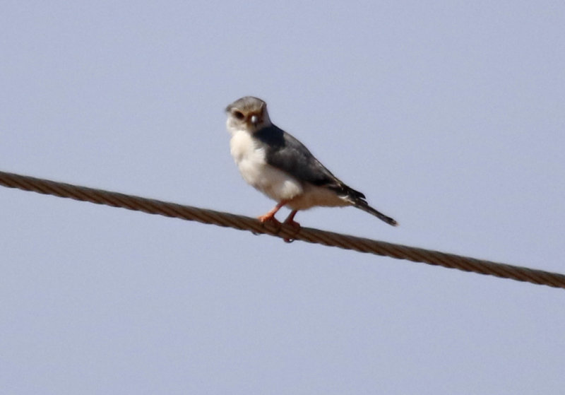 Pygmy Falcon (Polihierax semitorquatus castanonotus) Lake Baringo, Kenya