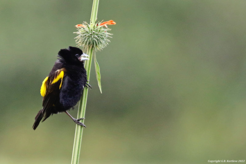 Yellow Bishop (Euplectes capensis crassirostris) Enroute to Nairobi, Narok, Kenya