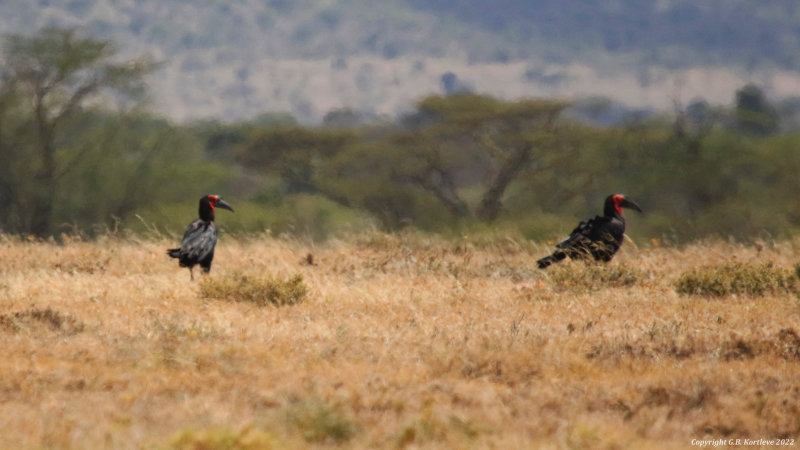 Southern Ground Hornbill (Bucorvus leadbeateri) Osupuko, Kenya