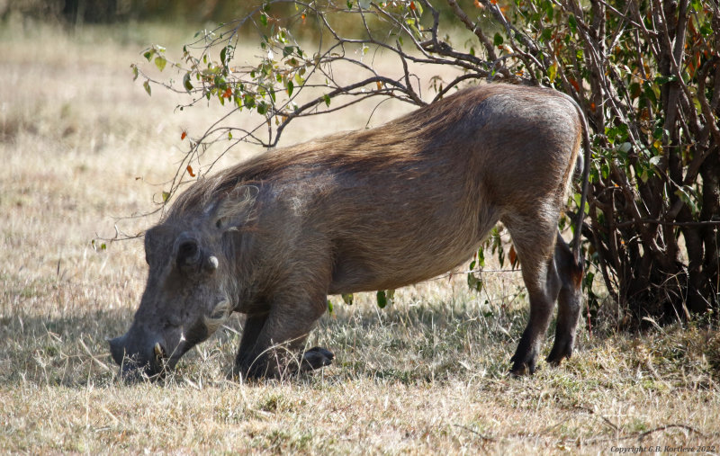 Common Warthog (Phacochoerus africanus)