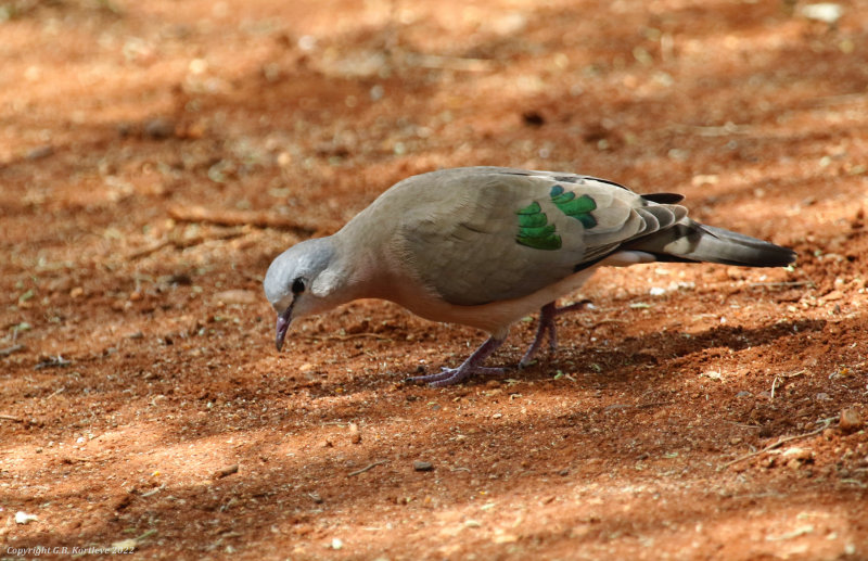 Emerald-spotted Wood Dove (Turtur chalcospilos) Tumbili Cliff Lodge, Lake Baringo, Kenya