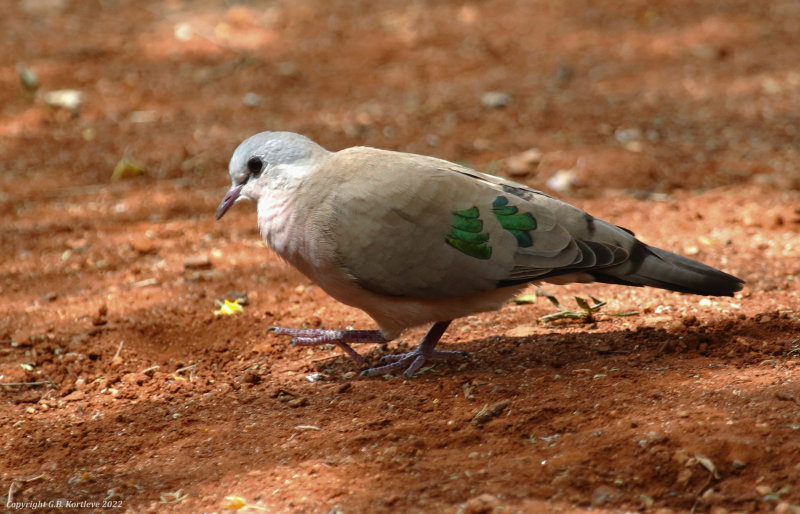 Emerald-spotted Wood Dove (Turtur chalcospilos) Tumbili Cliff Lodge, Lake Baringo, Kenya