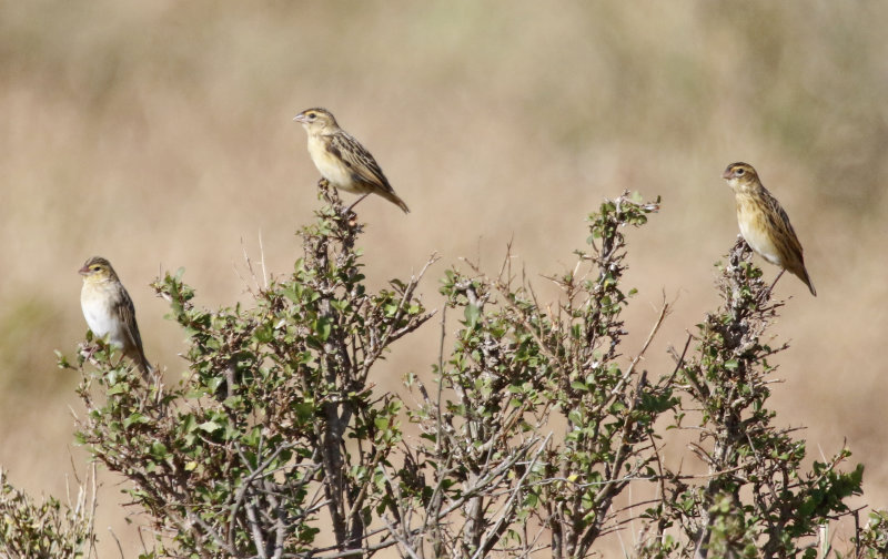 Yellow-mantled Widowbird (Euplectes macroura) Masai Mara National Reserve, Kenya