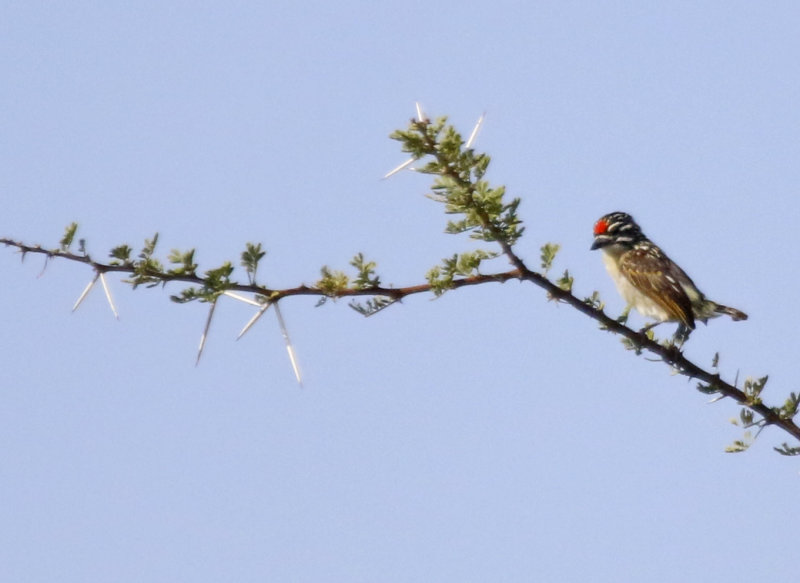 Red-fronted Tinkerbird (Pogoniulus pusillus)