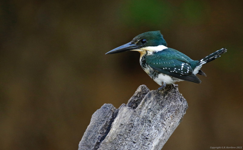 Green Kingfisher (Chloroceryle americana) Refugio mixto Caño Negro, Alajuela, Costa Rica