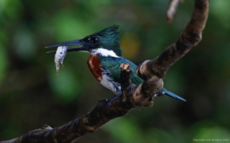 Amazon Kingfisher (Chloroceryle amazona) Refugio mixto Caño Negro, Alajuela, Costa Rica