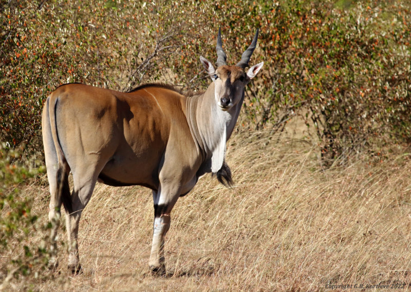 East African Eland (Tragelaphus oryx pattersonianus) Masai Mara National Reserve