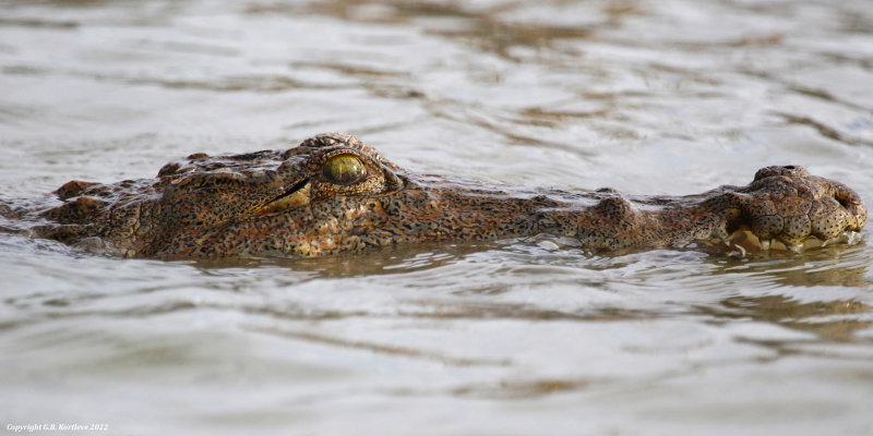 Nile Crocodile (Crocodylus niloticus) Lake Baringo, Kenya