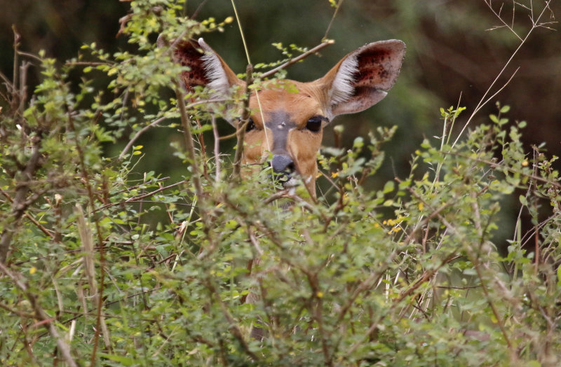 Bushbuck (Tragelaphus scriptus sylvaticus) Nairobi National Park, Kenya