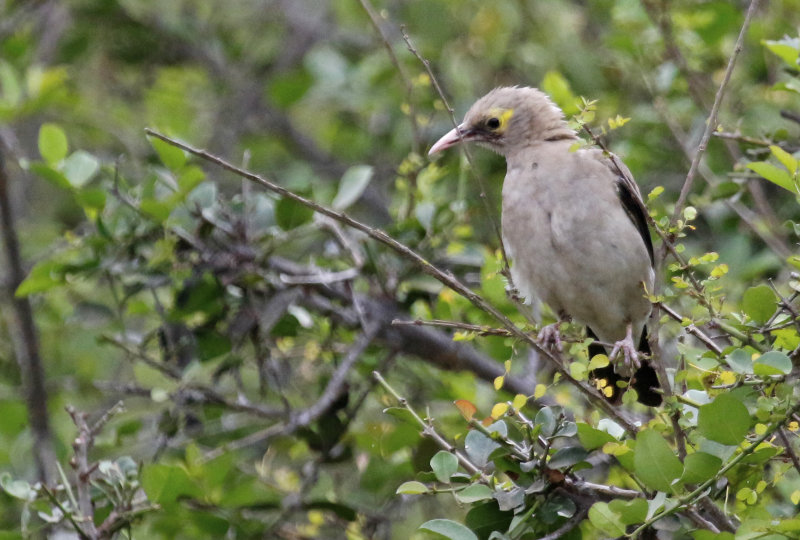 Wattled Starling (Creatophora cinerea) Nairobi National Park, Kenya