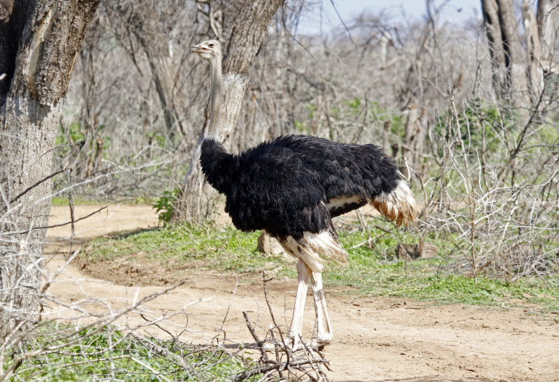 Common Ostrich (Struthio camelus) Lake Baringo, Kenya