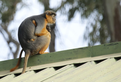 Gambia Mammals & other Wildlife