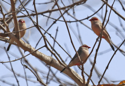 Black-rumped Waxbill (Estrilda troglodytes) Gambia - Tendaba