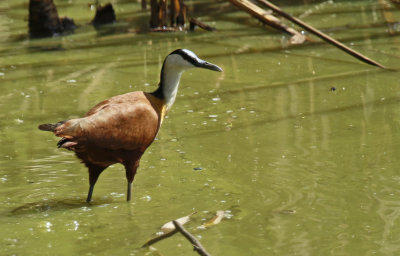 African Jacana (Actophilornis africanus)