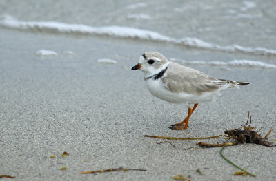 Florida Birds: Waders to Skimmers