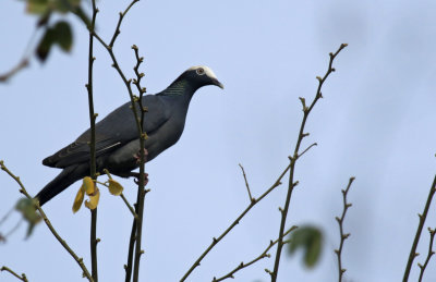 White-crowned Pigeon (Patagioenas leucocephala) US - Florida - Key Largo 