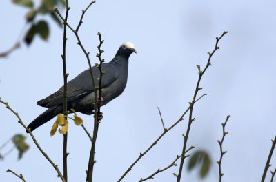 White-crowned Pigeon (Patagioenas leucocephala) US - Florida - Key Largo 