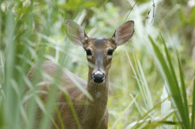 Florida - Mammals