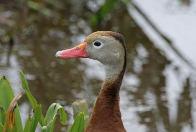 Black-bellied Whistling Duck (Dendrocygna autumnalis)