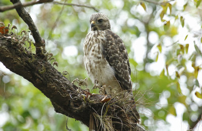 Red-shouldered Hawk ssp extimus (Buteo lineatus extimus) Florida - Everglades National Park, Mahogany Hammock