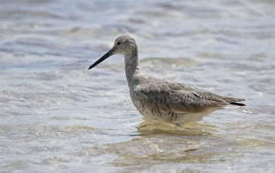 Willet (Tringa semipalmata)