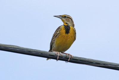 Eastern Meadowlark (Sturnella magna)