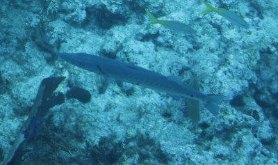 g12/24/1048224/3/169088532.E0SZxQEl.jpg
