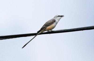 Scissor-tailed Flycatcher (Tyrannus forficatus)
