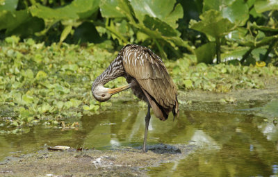 Limpkin (Aramus guarauna pictus) Florida - Orange - Orlando Wetlands Park