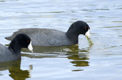 American Coot (Fulica americana)