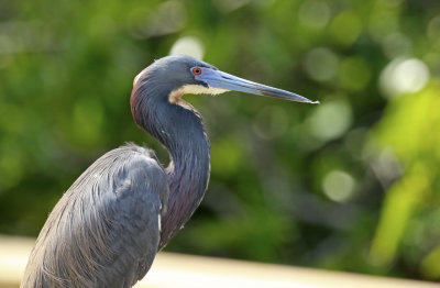 Tricolored Heron (Egretta tricolor)