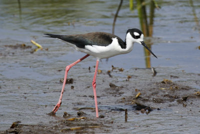 Black-necked Stilt (Himantopus mexicanus)