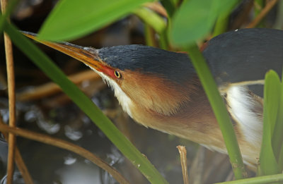 Least Bittern (Ixobrychus exilis) Florida - Palm Beach - Wakodahatchee Wetlands Reserve