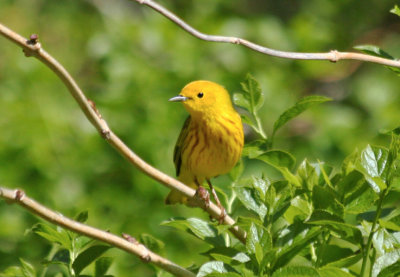 American Yellow Warbler (Setophaga aestiva) (male) NYC Jamaica Bay Wildlife Refuge 