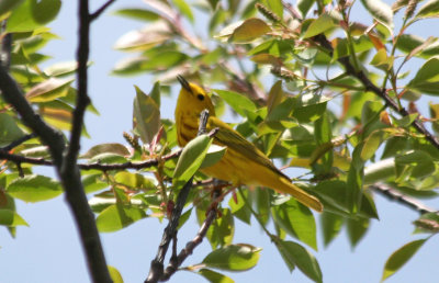 American Yellow Warbler (Setophaga aestiva) (male) NYC Jamaica Bay Wildlife Refuge 