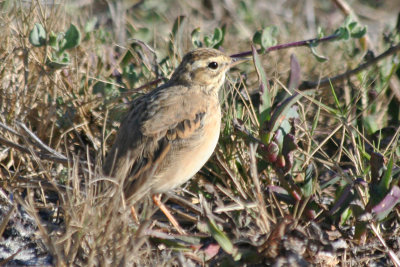 African Pipit (Anthus cinnamomeus) South Africa - Cape Town - Strandfontein Sewage Works