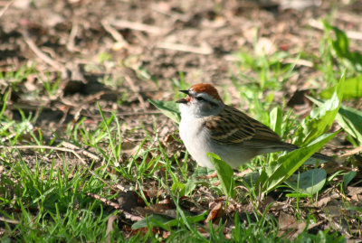 Chipping Sparrow (Spizella passerina) Prospect Park, Brooklyn NYC