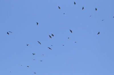 g12/24/1048224/3/169525555.AUMq9jo5.jpg
