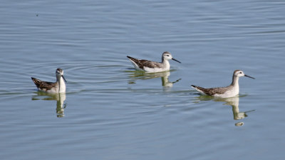 Wilson's Phalarope (Phalaropus tricolor)