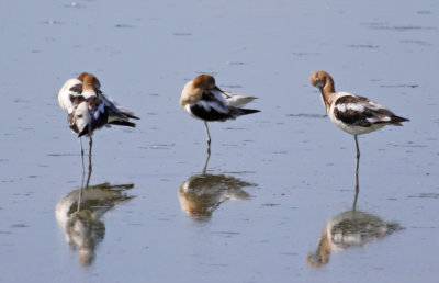 American Avocet (Recurvirostra americana)