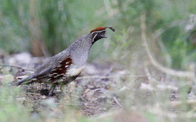 Arizona: Quail, Raptors, Shorebirds & Pigeons