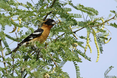 Black-headed Grosbeak (Pheucticus melanocephalus)