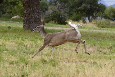 Arizona: Mammals