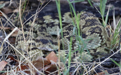 Black-tailed Rattlesnake (Crotalus molossus) Arizona - Coronado National Forest, Cave Creek Ranch