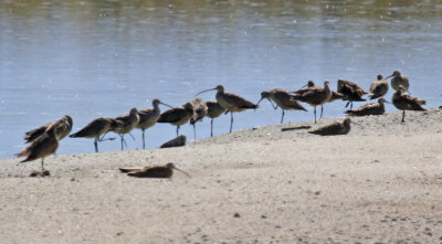 Long-billed Curlew (Numenius americanus)