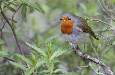 Tenerife Robin (Erithacus rubecula superbus) Tenerife - Monte del Agua