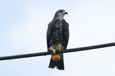 Snail Kite (Rostrhamus sociabilis) *Immature* with Apple Snail (Pomacea spp.) Suriname - Paramaribo, Weg naar Zee